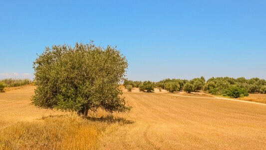Countryside nature field
