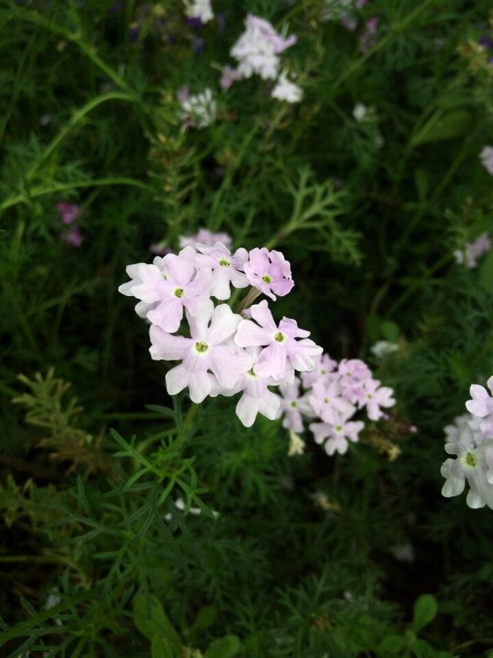 Flower natural small fresh