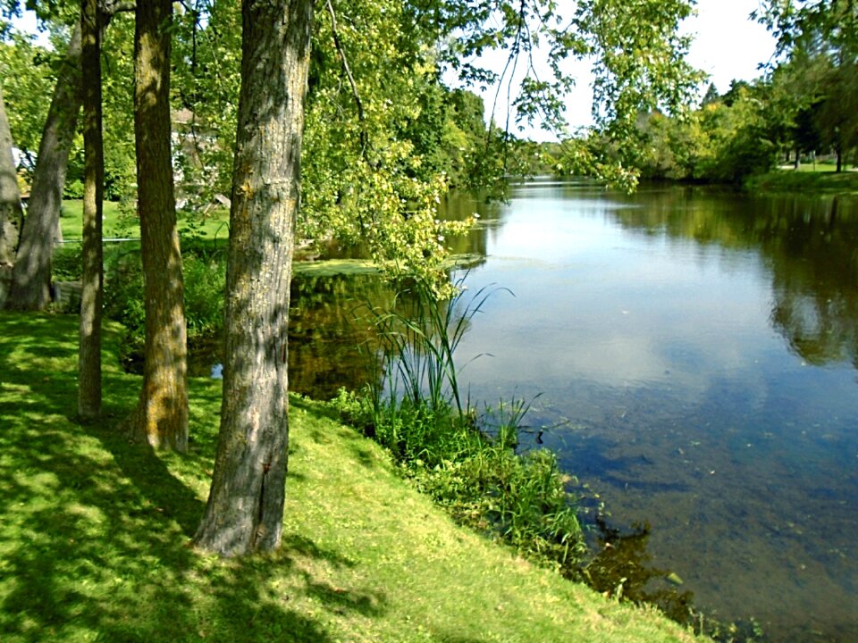 Green tree landscape