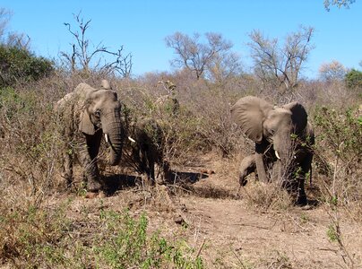 Safari national park african bush elephant