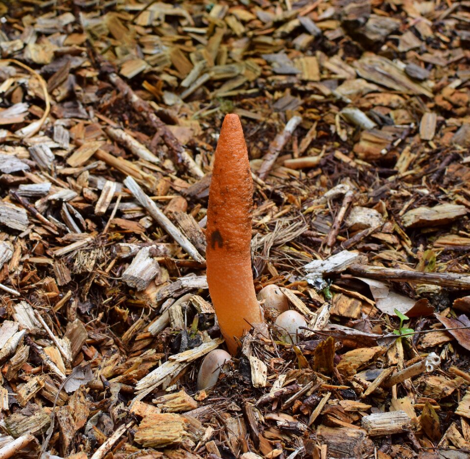 Mushroom fungi plant