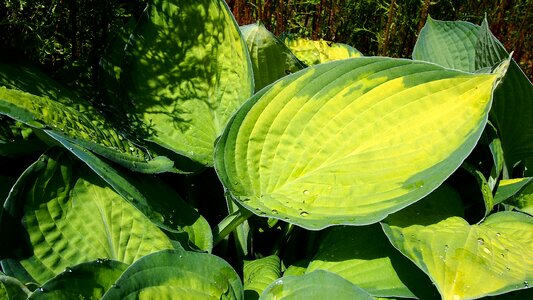 Yellow green spring photo