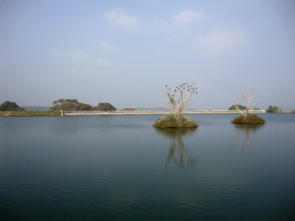 Cormorants roosting birds