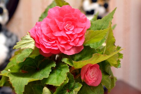 Gentle bud beautiful flower