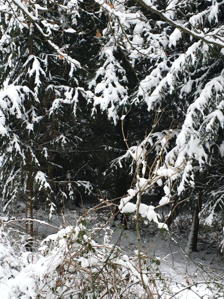 Winter frost snow