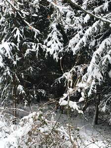 Winter frost snow
