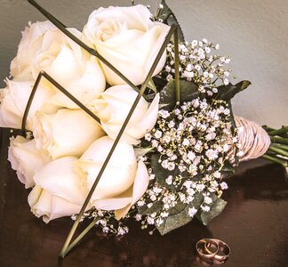 Delicate flowers white flowers white rose photo
