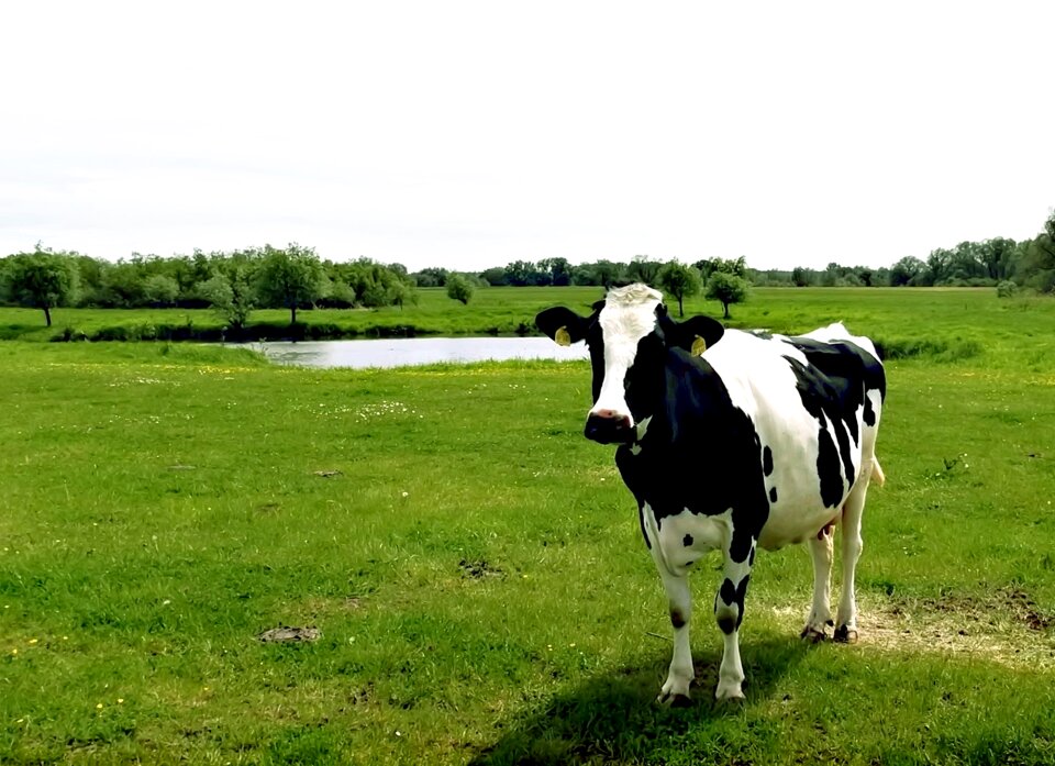 Black-white livestock pasture