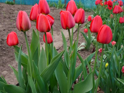 Tulip field red flowers photo