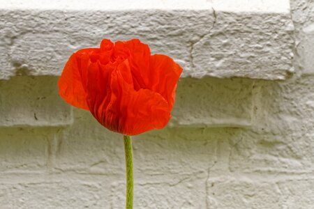 Bloom red stone wall