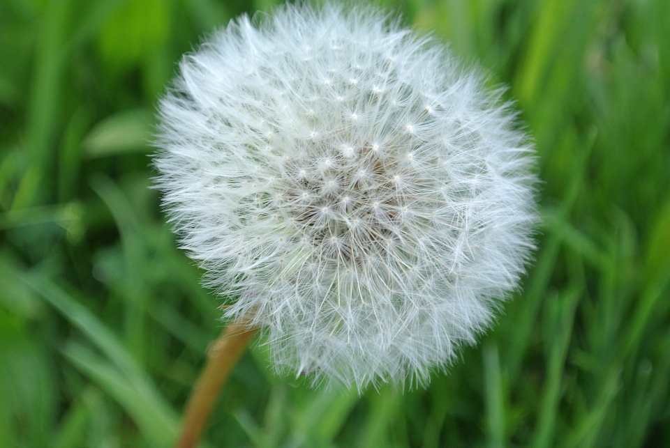 Bloom macro spring