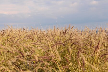 Sea sicily field photo