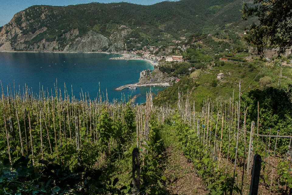 Monterosso vines port