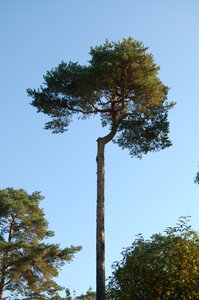 Sky tree pine