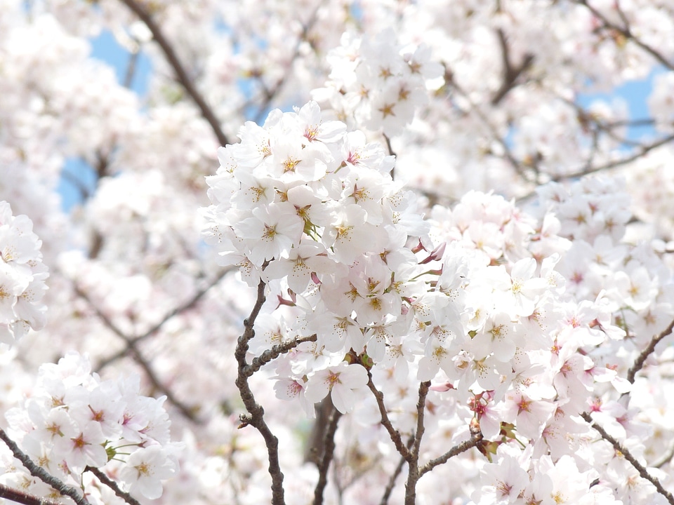 Spring cherry blossom flowers