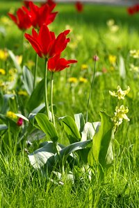 Flowerbed shrubs scrubs