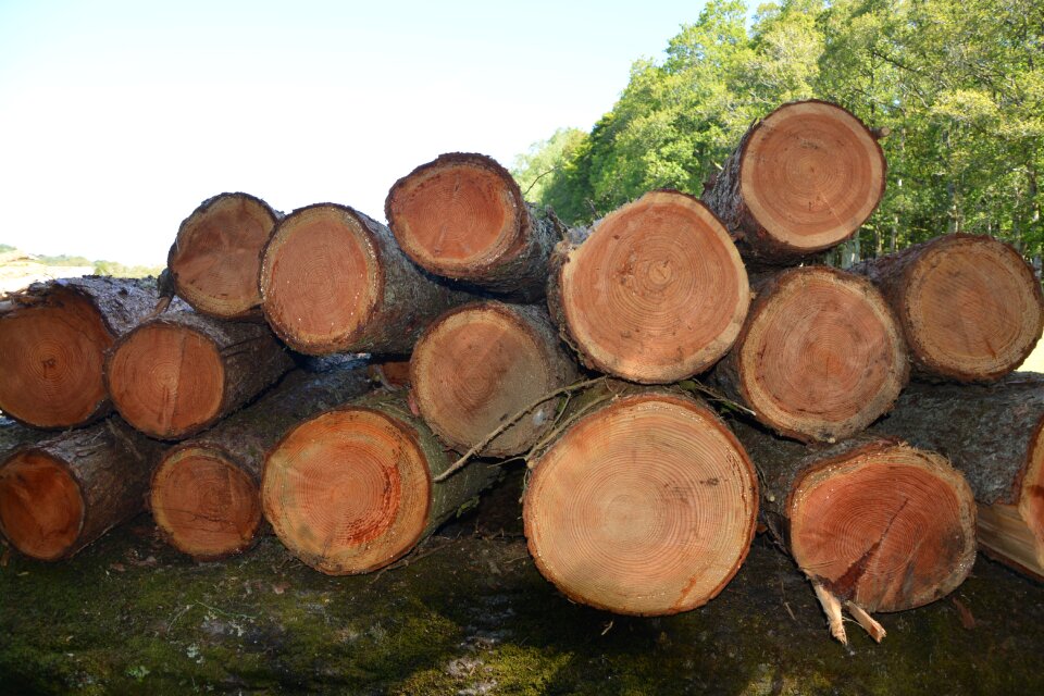 Tree trunk nature woodcutter