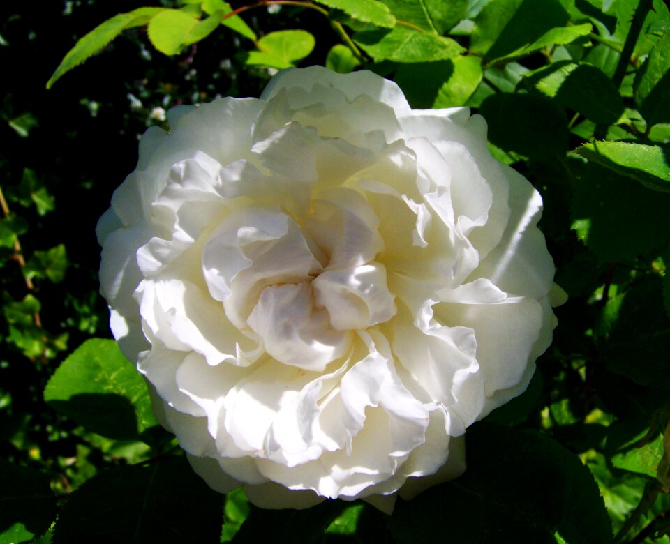 Rose white flower garden
