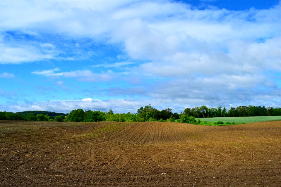 Nature rural plant