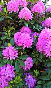 Many flowers pink evergreen leaves