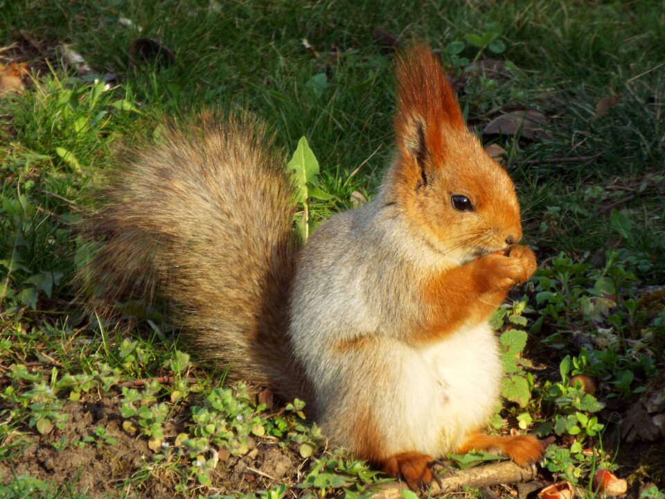 Nature animals squirrel