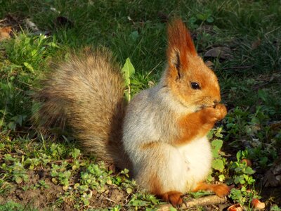 Nature animals squirrel