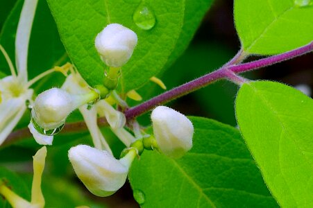White flower nature floral