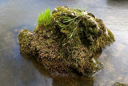 Grasses water nature photo