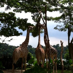 Giraffes trees