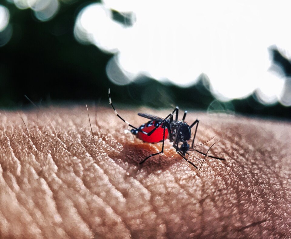 Bokeh blood sting