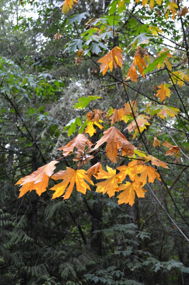 Autumn color nature photo