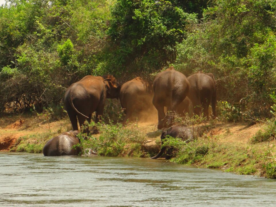 Bathing elephants herd
