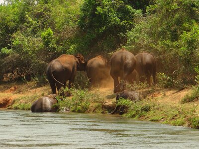 Bathing elephants herd photo