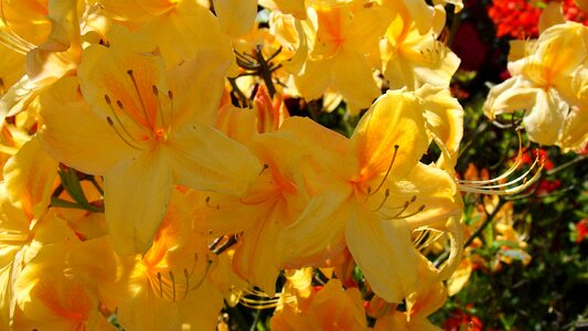 Rhododendron rhododendron japanese japanese photo