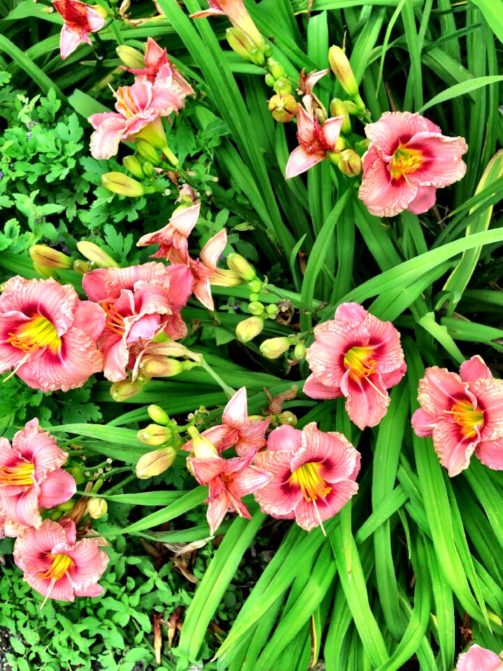 Summer plant blossom