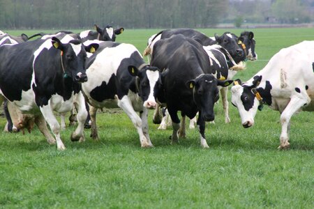 Cows grass spring