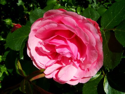 Rose pink flower garden