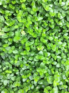 Green leaves summer garden