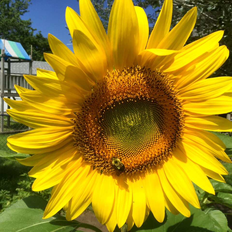 Bee garden