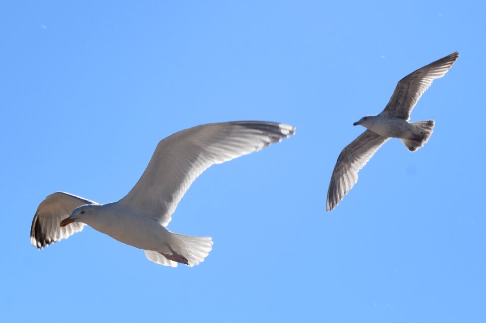 Animal nature air