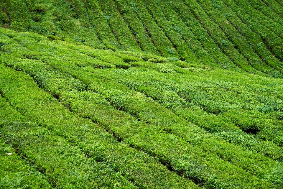 Beautiful tea garden malaysia