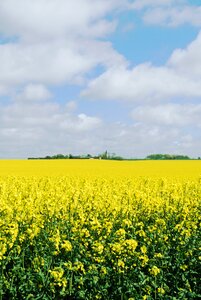 Summer sweden flower