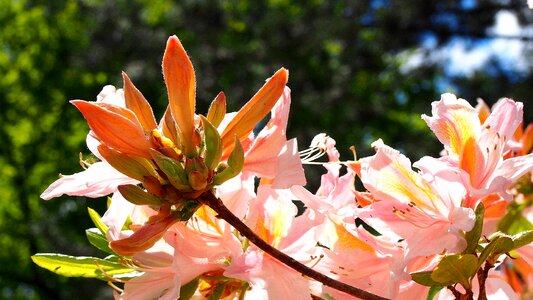 Rhododendron japanese rhododendron colored photo