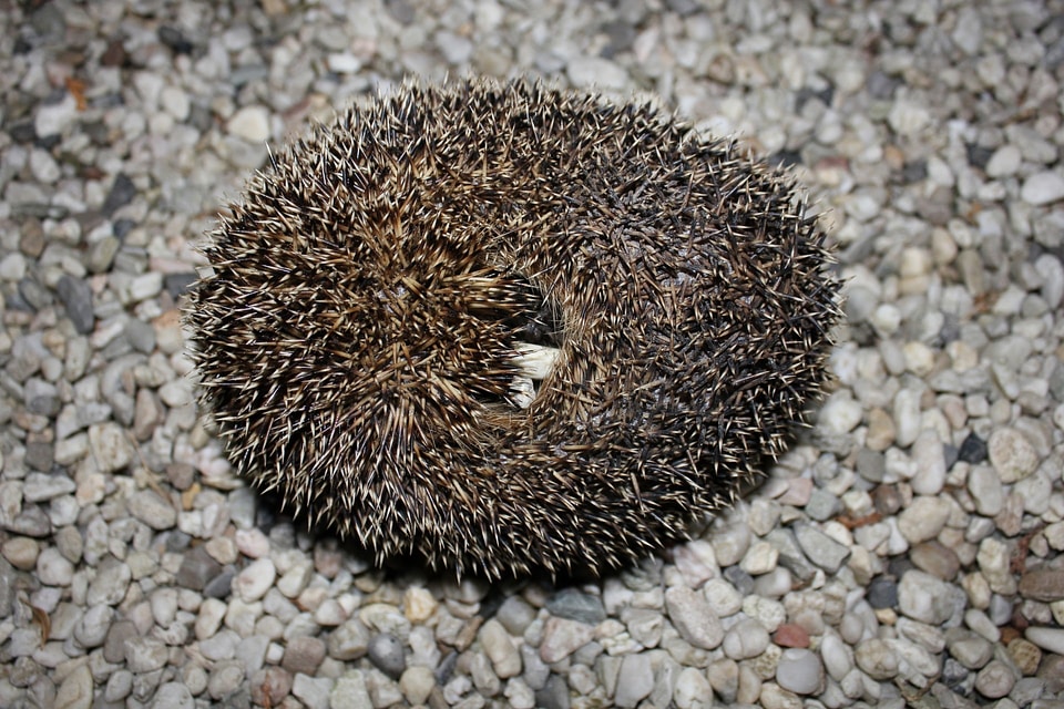 Wildlife bristle spiked