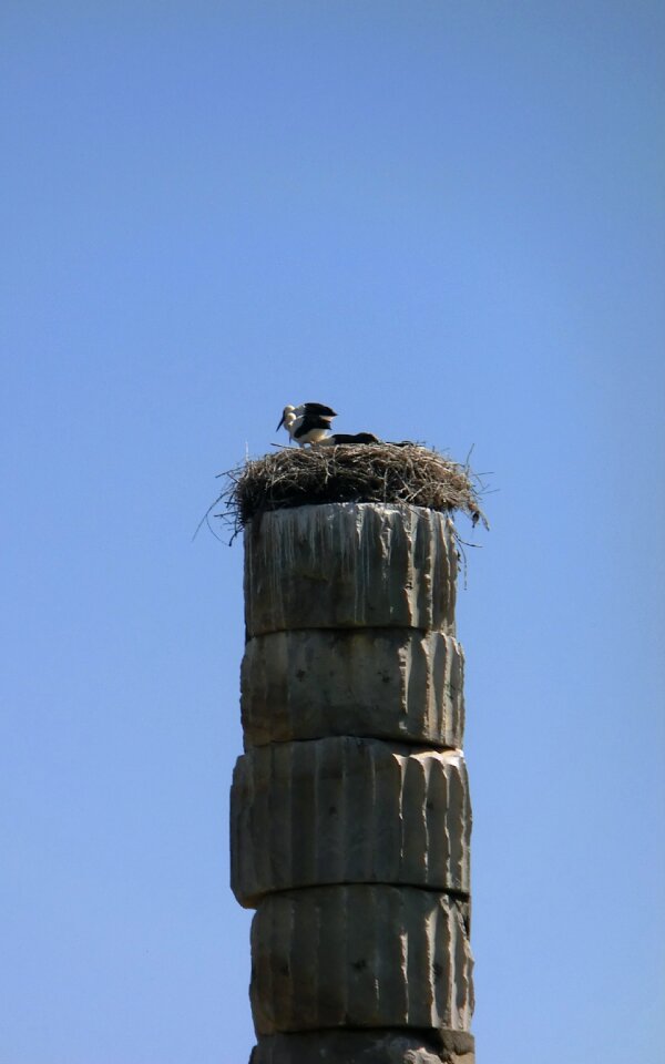 Ciconiidae storkpar nesting