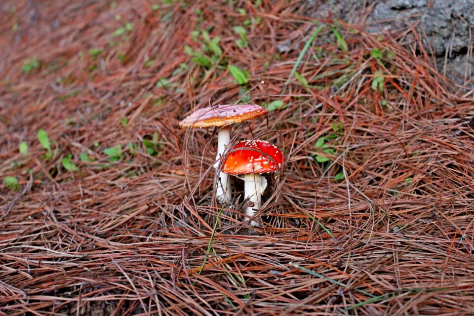 Nature natural season