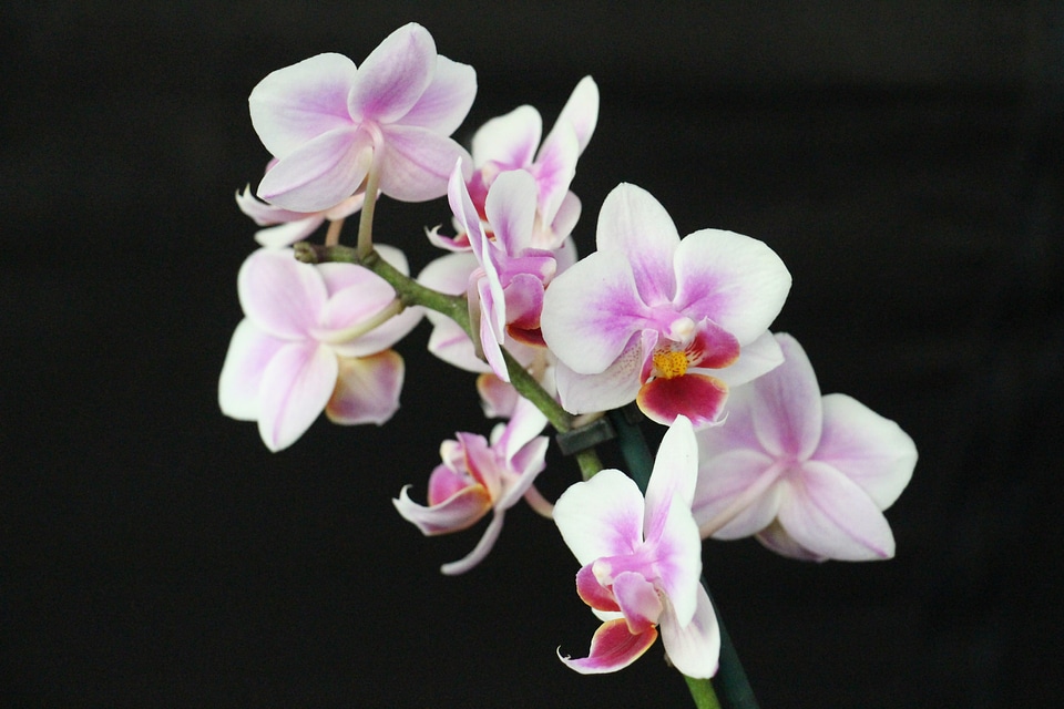Flower purple pink