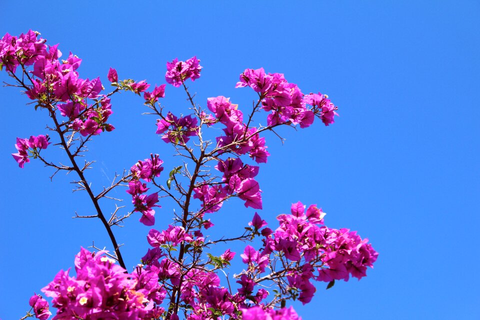 Flowering shrub air blue