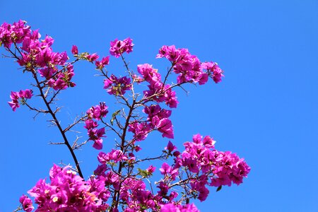 Flowering shrub air blue photo