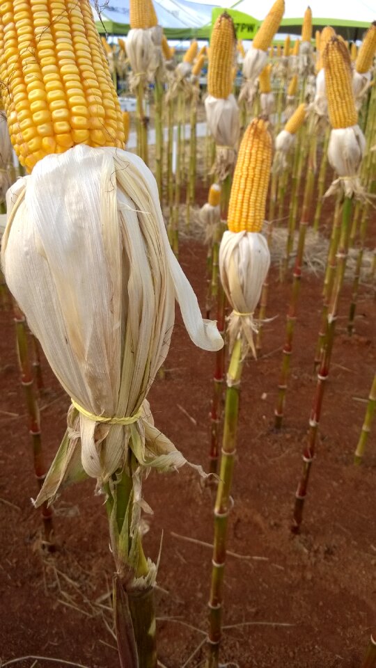 Corn amosta quality